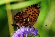 Boloria titania
