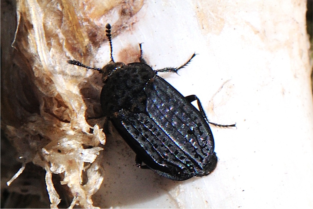 Thanatophilus rugosus