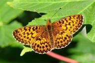 Boloria titania