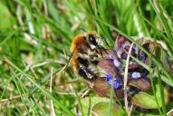 Anthophora aestivalis