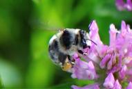 Anthophora aestivalis
