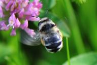 Anthophora aestivalis