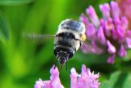 Anthophora aestivalis