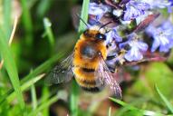 Anthophora aestivalis