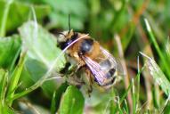 Anthophora aestivalis