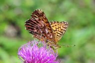 Boloria titania