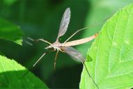 Tipula luteipennis