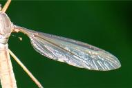 Tipula luteipennis