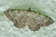 Camptogramma scripturata