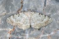 Camptogramma scripturata