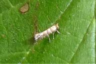 Phyllonorycter nicellii