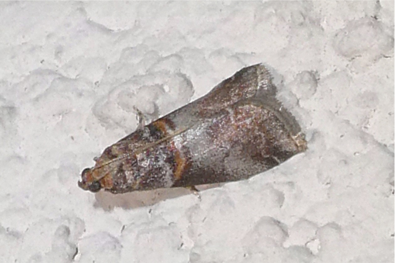 Acrobasis advenella