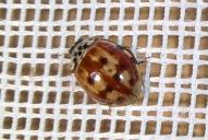 Harmonia quadripunctata