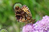 Boloria titania