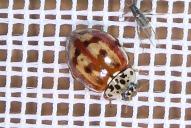 Harmonia quadripunctata