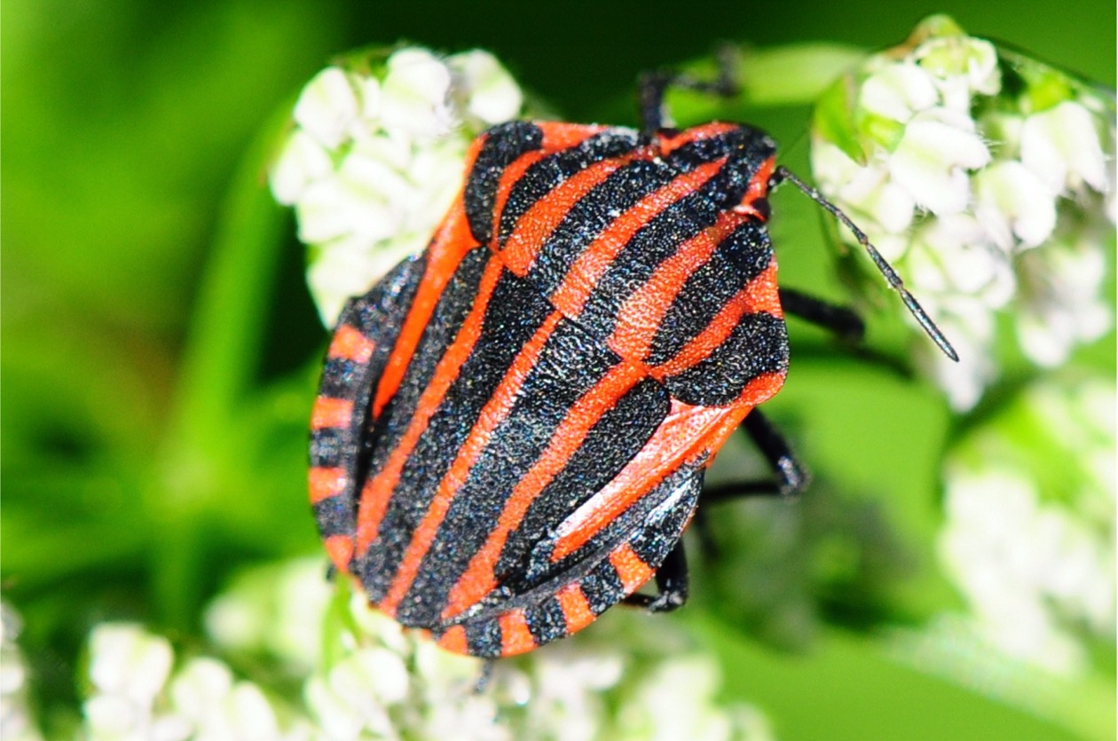 Graphosoma italicum