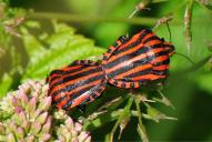 Graphosoma italicum
