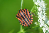 Graphosoma italicum