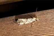 Morophaga choragella