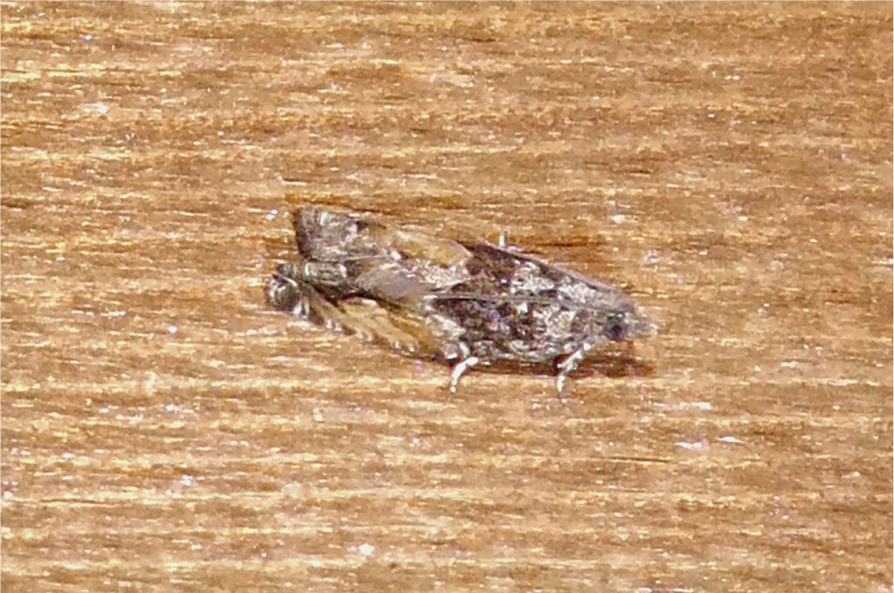 Epinotia nisella