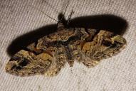 Eupithecia sinuosaria