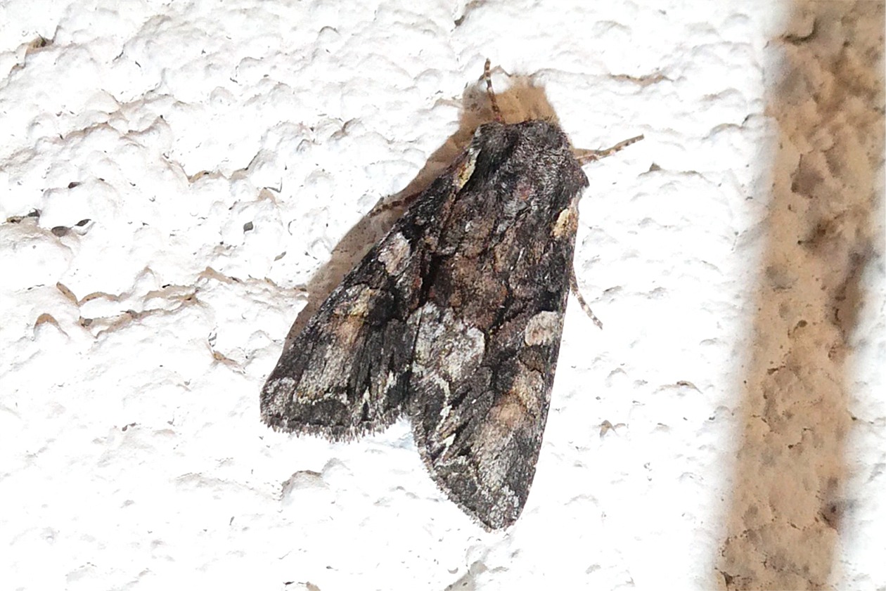 Lacanobia contigua