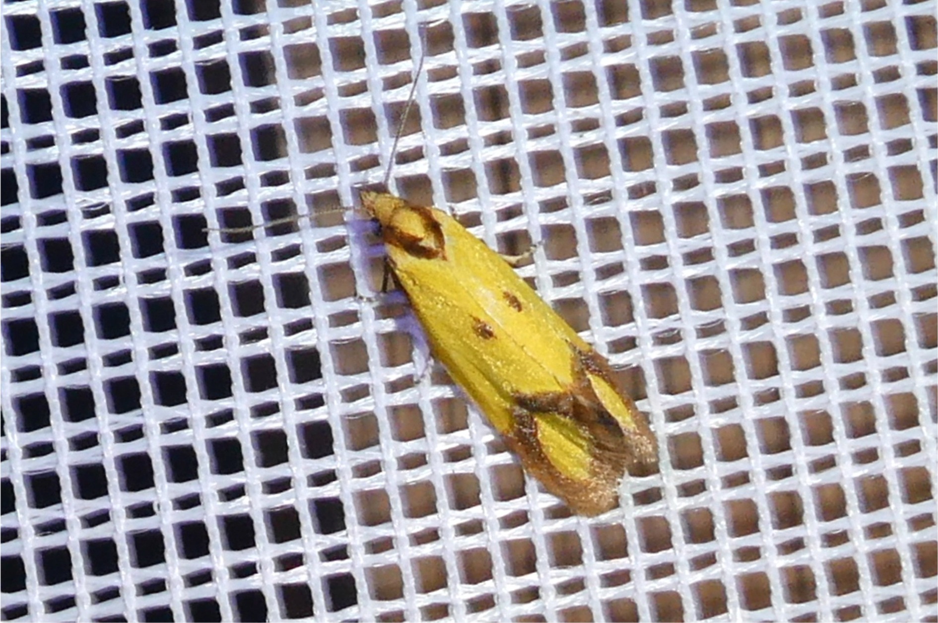 Agapeta zoegana