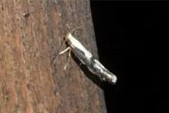 Argyresthia conjugella