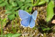 Lysandra (Polyommatus) bellargus