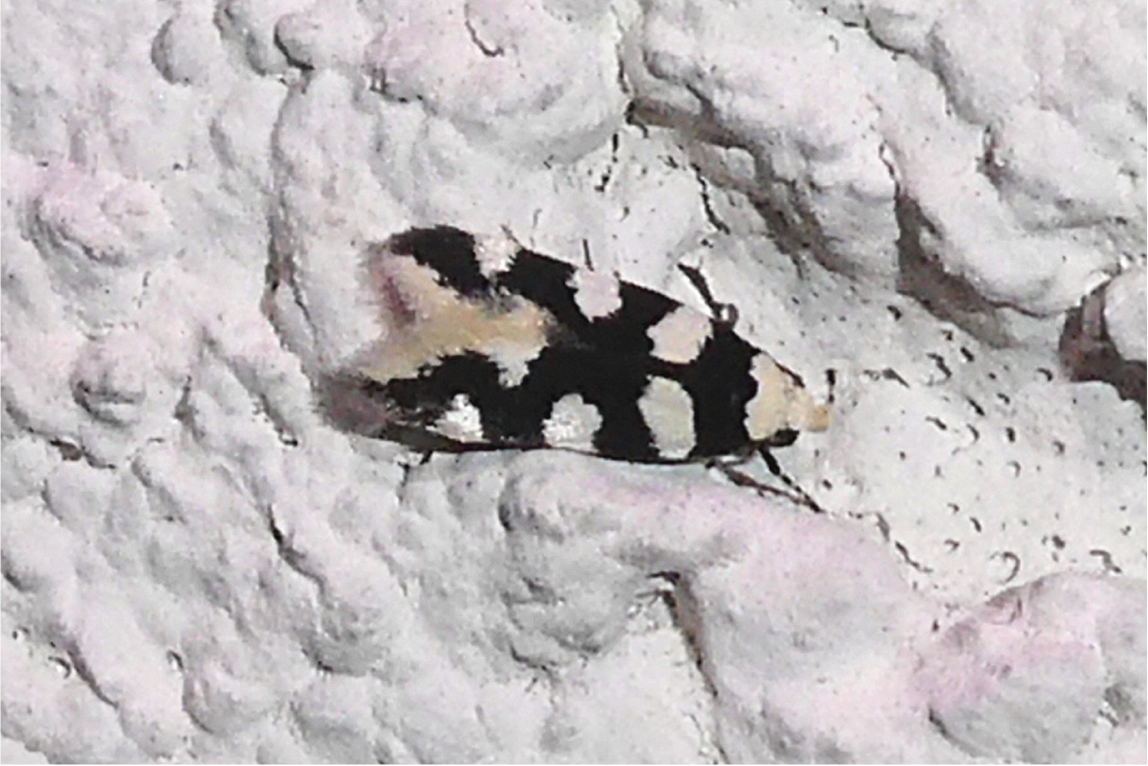 Pseudotelphusa tessella