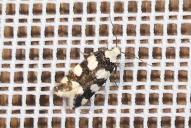 Pseudotelphusa tessella