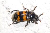 Nicrophorus vespillo