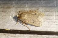 Amphipyra tragopoginis