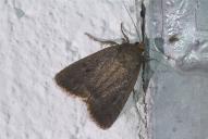 Amphipyra tragopoginis