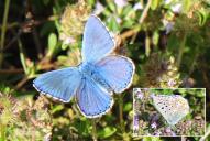 Lysandra (Polyommatus) bellargus