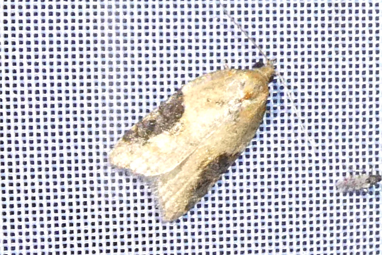 Acleris laterana