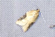 Acleris laterana