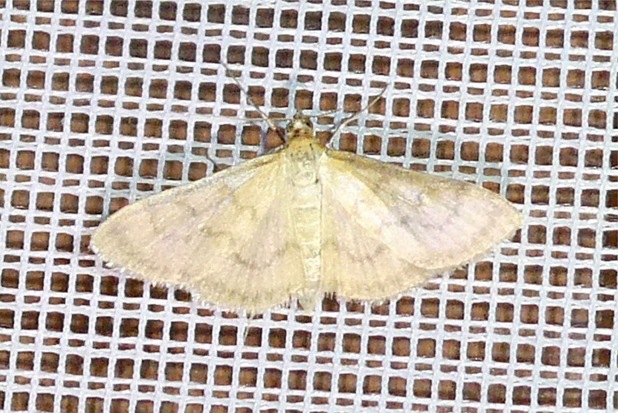 Paratalanta hyalinalis