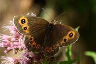 Erebia aethiops