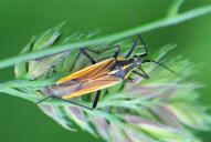 Leptopterna dolabrata