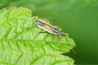 Leptopterna dolabrata