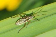 Leptopterna dolabrata