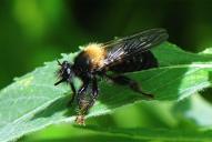 Laphria ephippium