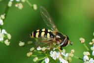 Eupeodes corollae(♀)