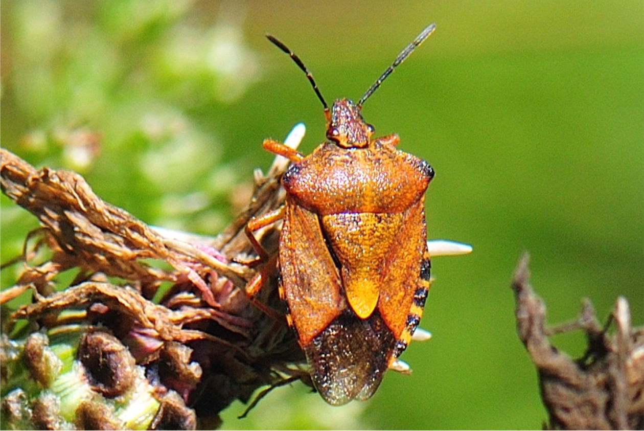 Carpocoris pudicus