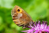 Erebia aethiops