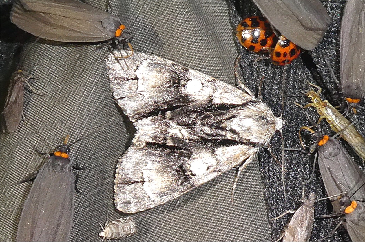 Acronicta alni