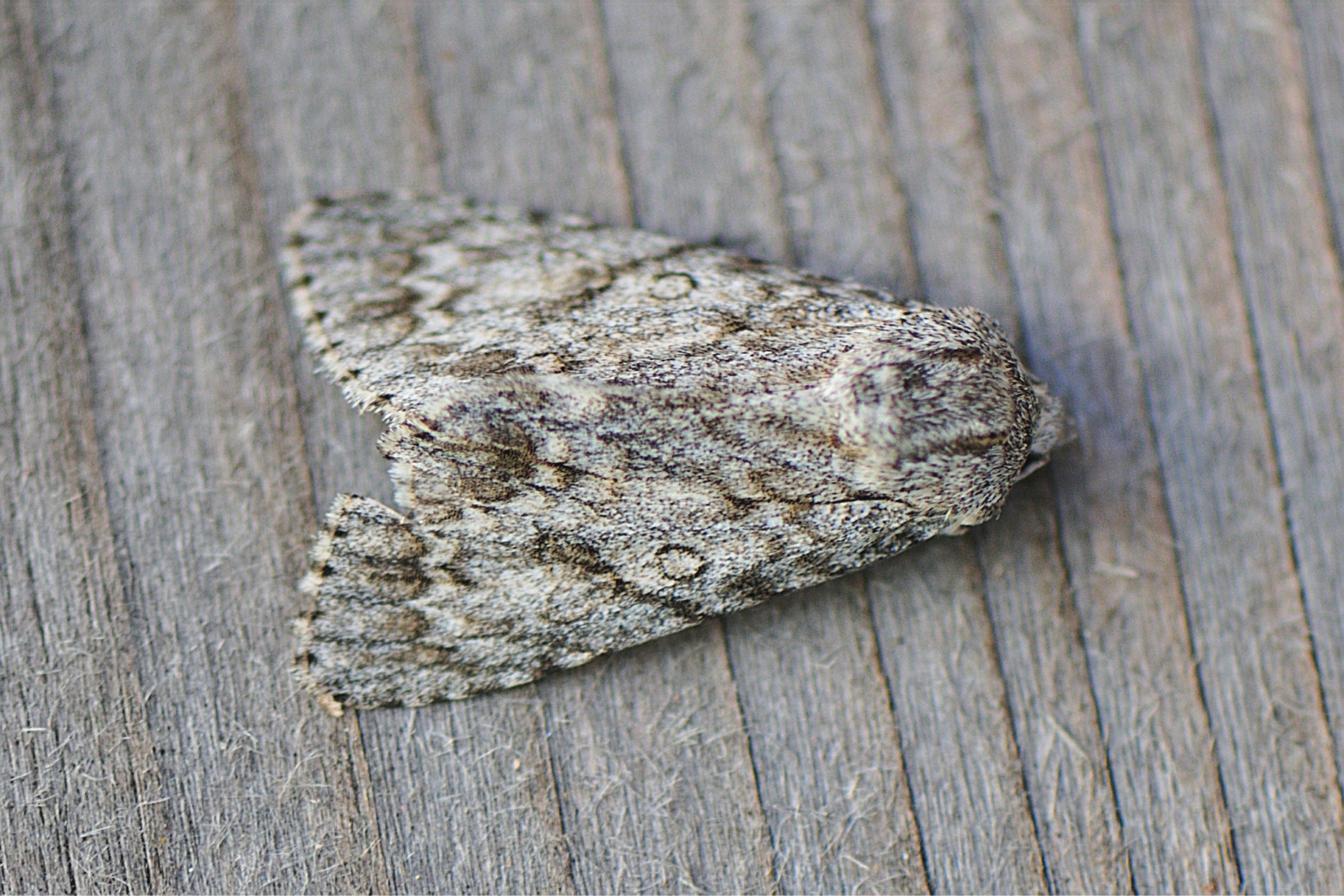 Acronicta euphorbiae