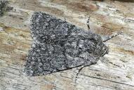 Acronicta euphorbiae