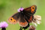 Erebia aethiops